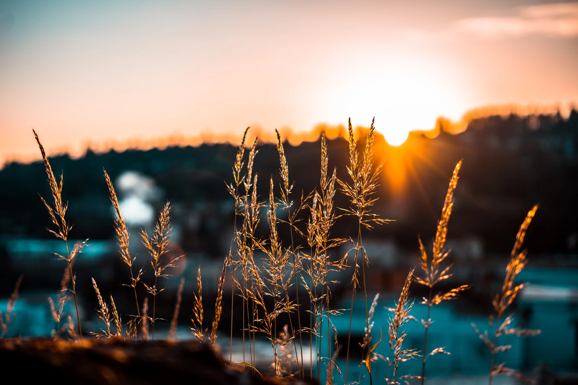 Oregon City Grass